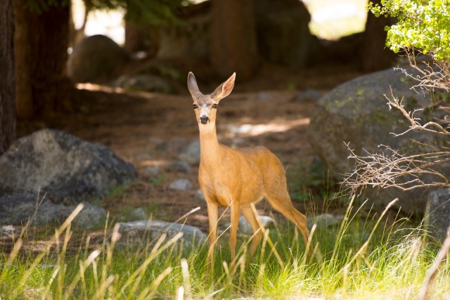 Deer in Sequoia