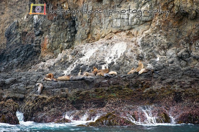 Channel Island Sea Lions